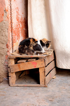 Cat Sitting On Wooden Crate By Curtain