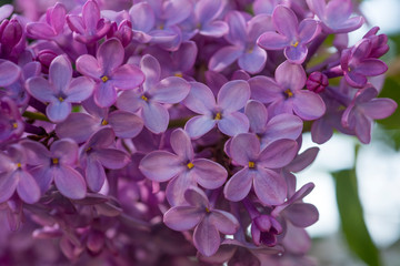 Lilac flowers spring blooming scene. Blossom lilac flowers in spring. Spring lilac flowers blooming. Spring lilac bush blooming
