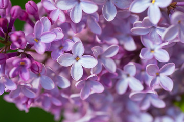 Fototapeta na wymiar Lilac flowers spring blooming scene. Blossom lilac flowers in spring. Spring lilac flowers blooming. Spring lilac bush blooming