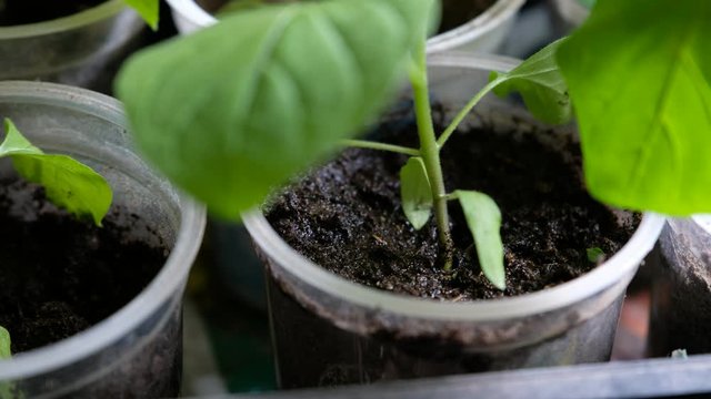 seedlings close up