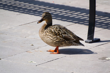 Female Mallard
