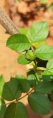 green leaves on a branch