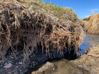 Soil erosion at drop off into a creek showing exposed roots and dirt along the water edge.