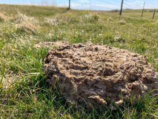 Cow pie manure pile in grass pasture