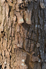 bark of a tree