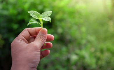 Fototapeta na wymiar hand holding green plant