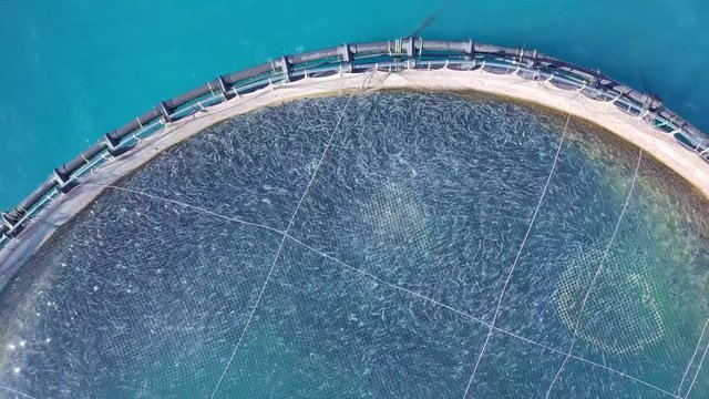 Aerial view of fish farm in sea, breeding fish in floating pool cage, Greece