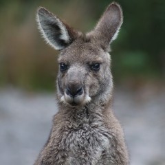 Australia. Kangaroo.