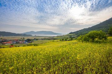 Yellow rape flower field, blue sky, beautiful seaside village scenery, spring in Korea.
