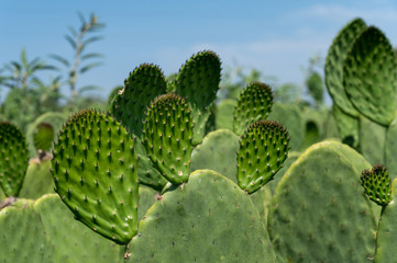 cactus in the desert