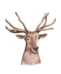 Naklejka na ściany i meble The deer isolated on the white background. Watercolor illustration 