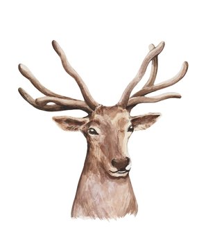 The deer isolated on the white background. Watercolor illustration 