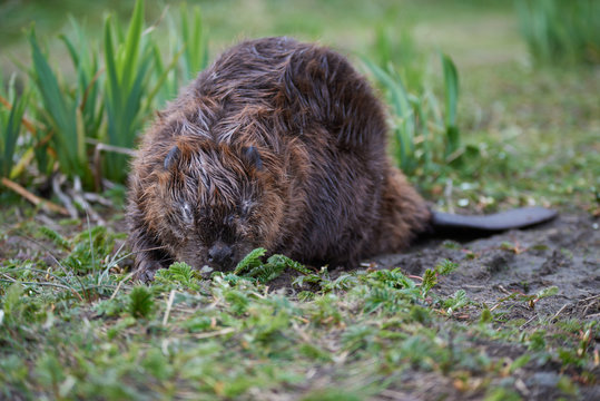 A female  and pregnant beaver eating fresh grass.