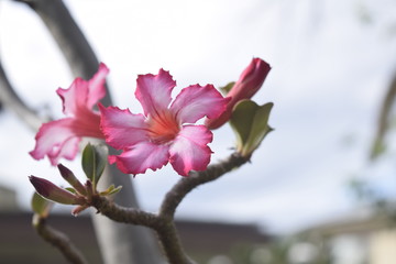 pink tropical flower in hawaii