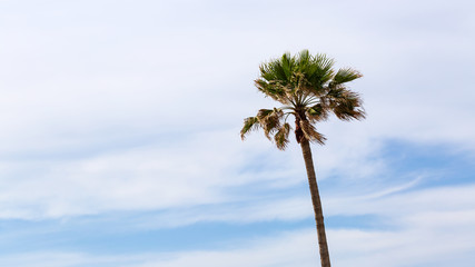 Obraz premium palm trees against blue sky