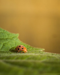A small ladybird sits on a green leaf with warm color