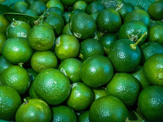 A piles of calamansi that freshly harvest from farm in Malaysia