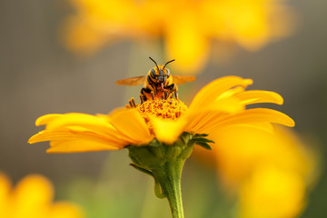 .Biene und Blume. Nahaufnahme einer großen gestreiften Biene, die an einem sonnigen hellen Tag Pollen auf einer gelben Blume sammelt. Horizontale Makrofotografie. Sommer- und Frühlingshintergründe