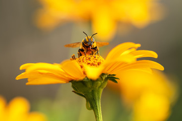 .Bee and flower. Close up of a large striped bee collecting pollen on a yellow flower on a Sunny bright day. Macro horizontal photography. Summer and spring backgrounds