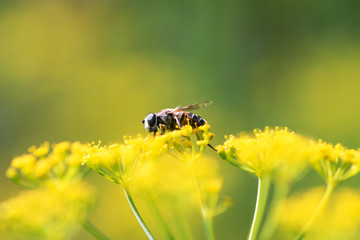 .Bee. A bee, a Beekeeper, sits on a yellow dill flower.  Macro horizontal photography. Summer and spring backgrounds