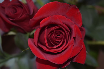 Close-up of a red rose