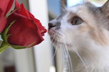 A cat smelling the roses