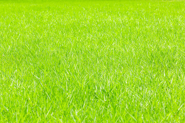 Close up green meadow grass field in the garden.Sustainable environment concept.