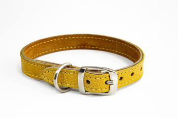 dog collar in leather pet accessory 
