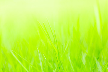 Fototapeta na wymiar Close up green meadow grass field in the garden.Sustainable environment concept.