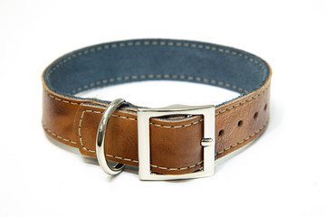 dog collar in leather pet accessory 