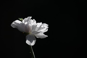 white flower in front of black background