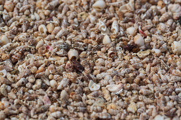 View of beach covered with different sea shells. Selective focus. Many small shells close-up lying on the beach on a summer day, macro