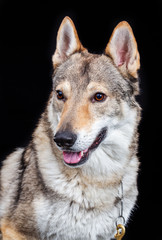 Czech wolfdog, dog, studio photography on a black background