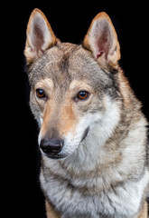 Obraz premium Czech wolfdog, dog, studio photography on a black background