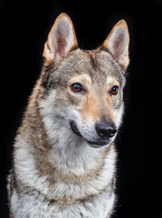 Naklejka na ściany i meble Czech wolfdog, dog, studio photography on a black background