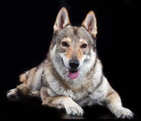 Czech wolfdog, dog, studio photography on a black background