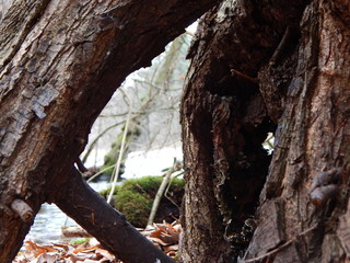 old tree trunk