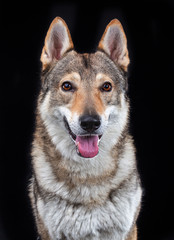 Czech wolfdog, dog, studio photography on a black background