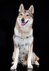 Czech wolfdog, dog, studio photography on a black background