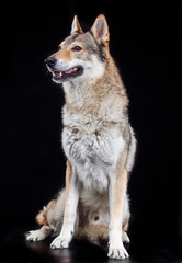 Obraz premium Czech wolfdog, dog, studio photography on a black background