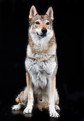 Czech wolfdog, dog, studio photography on a black background