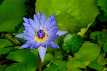 purple water illy, violet lotus flower with yellow pollen