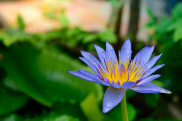 Obraz premium rain splash on violet lotus