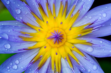 rain splash on violet lotus
