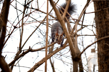 Closeup of a cute curious grey squirrel on a branch in a park. Wildlife and Animal Concept