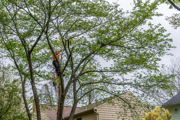Arborist in orange shirt climbs a tree before cutting it down with a chainsaw