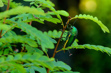 A metallic wood-boring beetle, Jewel beetle, Buprestid (Sternocera aequisignata) in nature