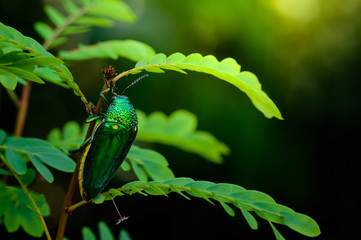 A metallic wood-boring beetle, Jewel beetle, Buprestid (Sternocera aequisignata) in nature