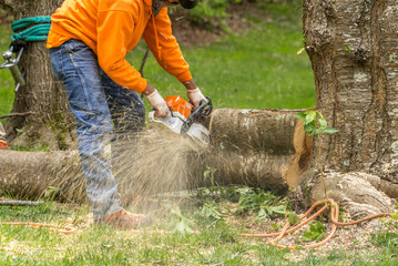 Arborist or woodcutter chopping up a tree with an electric chainsaw as the wood chips fly all over