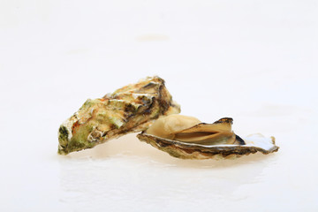 The oyster isolated on a white background